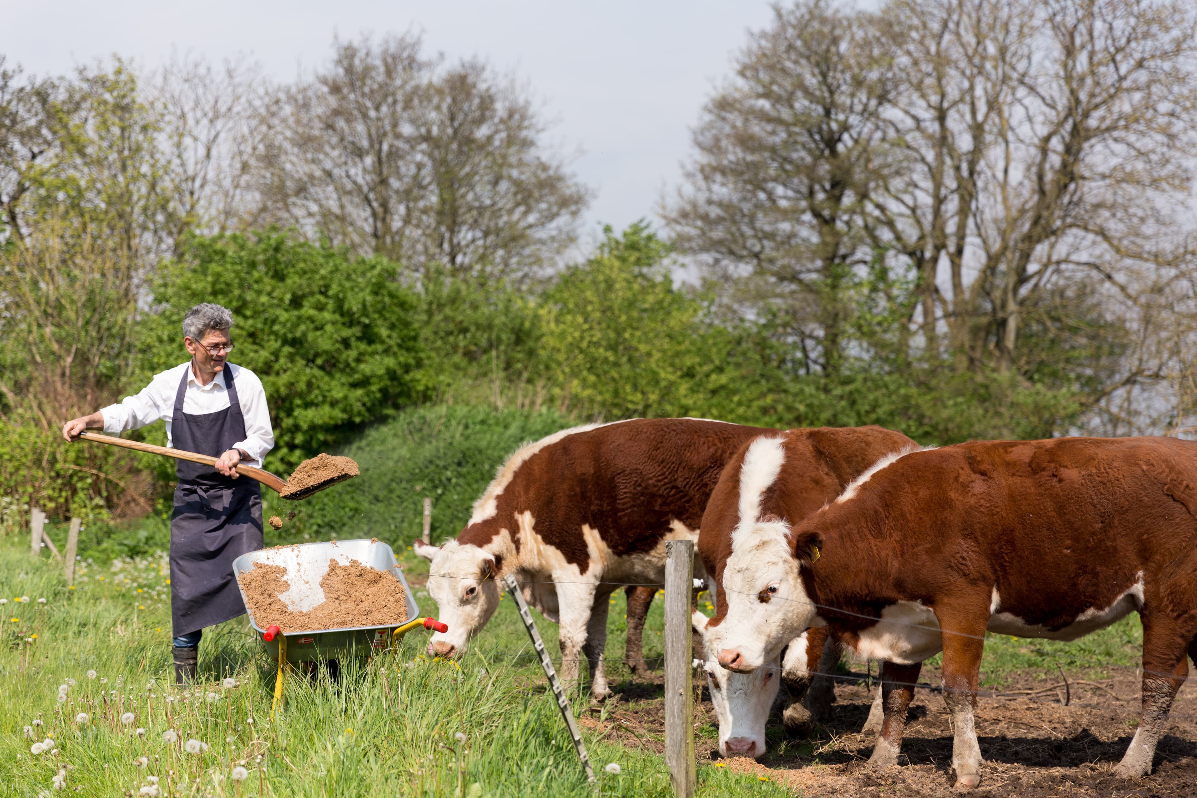 Mash to the cows